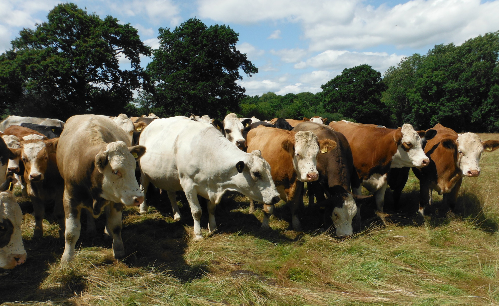Cows in a field crowding round
