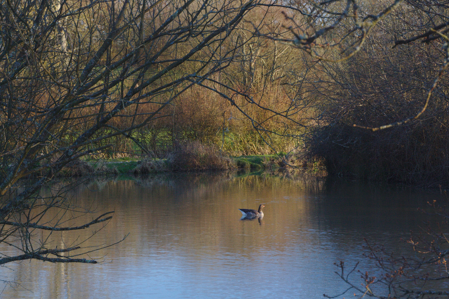 Goose on the fishing lake